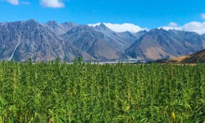 Cânhamo com 1% de THC na Nova Zelândia