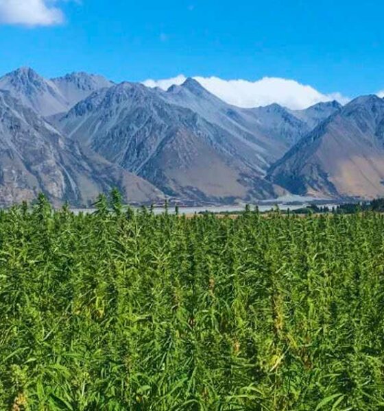 Cânhamo com 1% de THC na Nova Zelândia