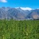 Cânhamo com 1% de THC na Nova Zelândia