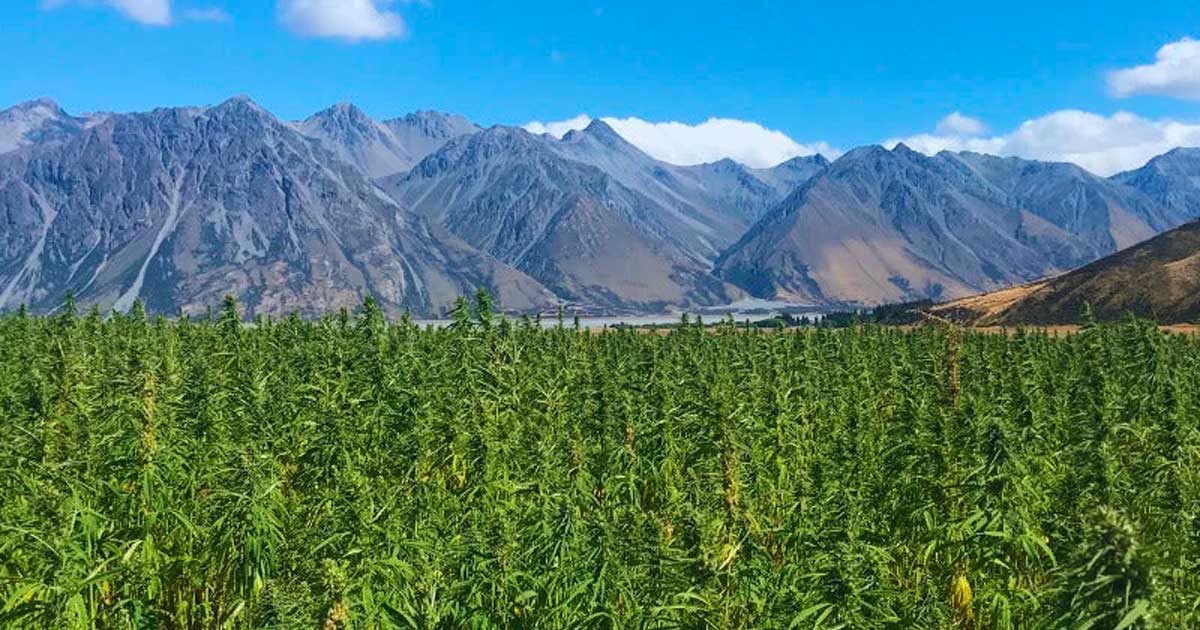 Cânhamo com 1% de THC na Nova Zelândia