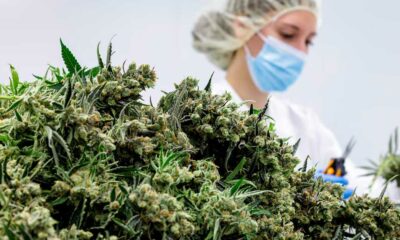 Flores de canábis medicinal na Alemanha