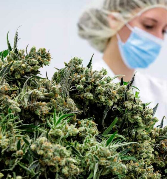 Flores de canábis medicinal na Alemanha