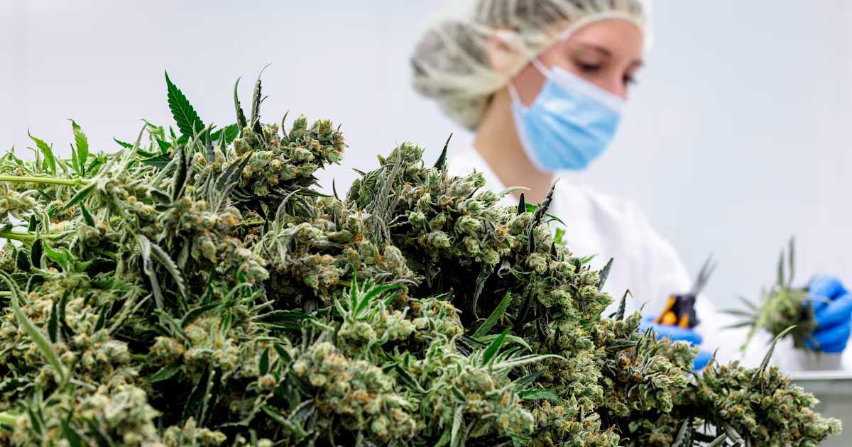Flores de canábis medicinal na Alemanha