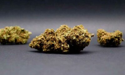 Flores de CBD em Itália