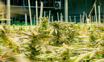 Cultivo de canábis medicinal no Nebraska