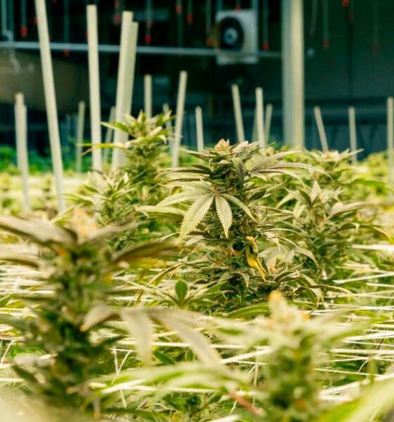 Cultivo de canábis medicinal no Nebraska