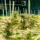 Cultivo de canábis medicinal no Nebraska