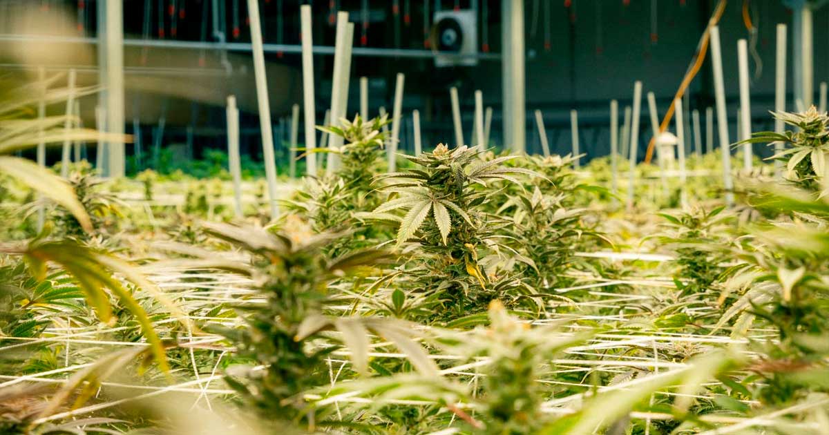 Cultivo de canábis medicinal no Nebraska
