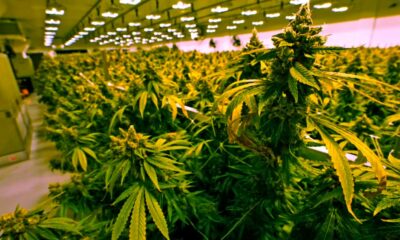 Venda de canábis na Virgínia a partir de 2027