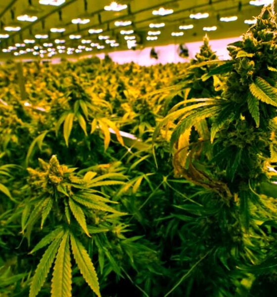Venda de canábis na Virgínia a partir de 2027