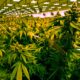 Venda de canábis na Virgínia a partir de 2027