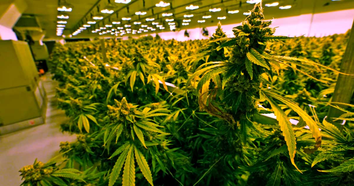 Venda de canábis na Virgínia a partir de 2027