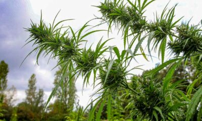 Cânhamo medicinal na Polinésia