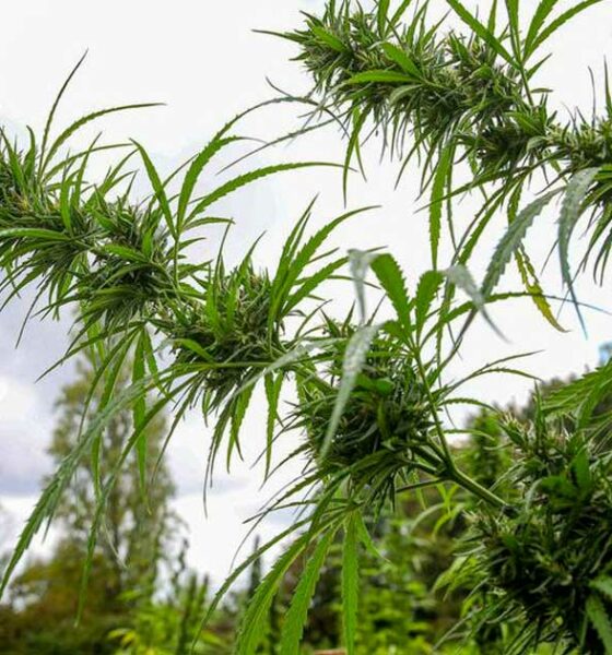 Cânhamo medicinal na Polinésia