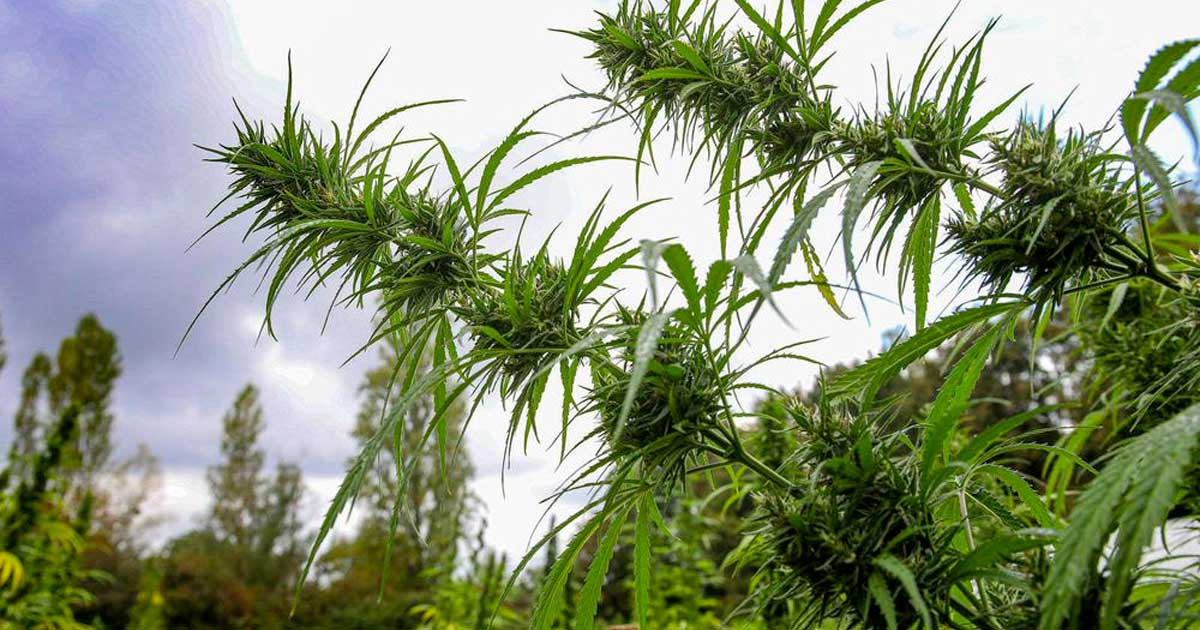 Cânhamo medicinal na Polinésia