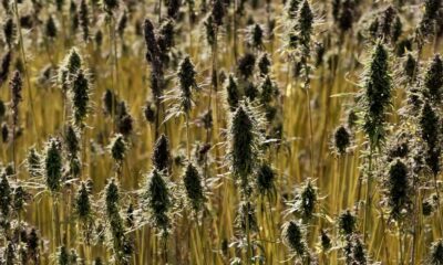 Regras relativas ao cultivo do cânhamo na União Europeia