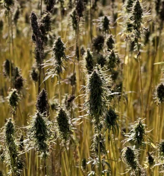 Regras relativas ao cultivo do cânhamo na União Europeia