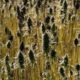 Regras relativas ao cultivo do cânhamo na União Europeia