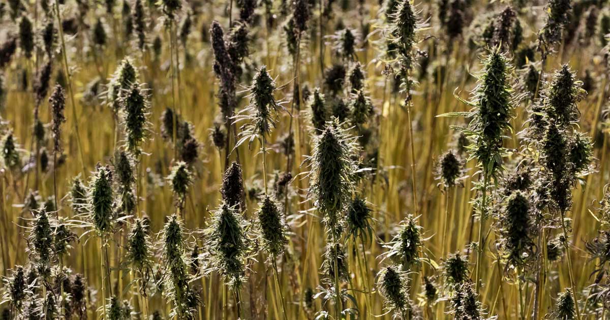 Regras relativas ao cultivo do cânhamo na União Europeia