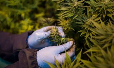 Canábis medicinal no Ruanda