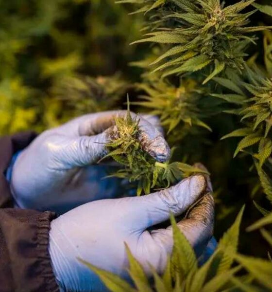 Canábis medicinal no Ruanda