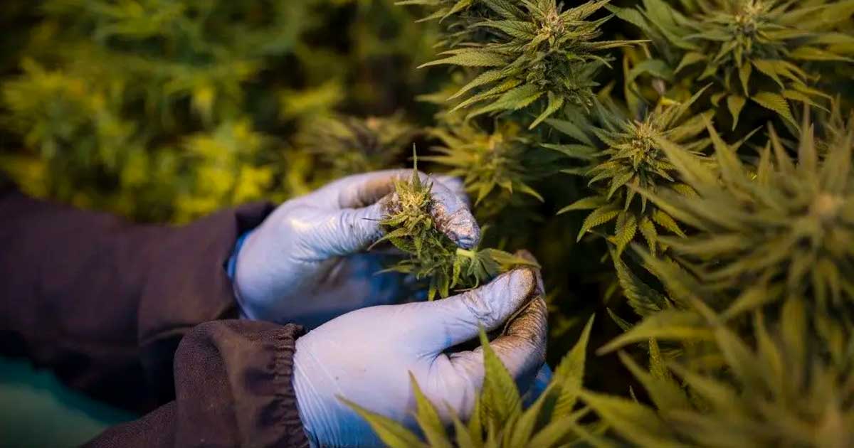 Canábis medicinal no Ruanda