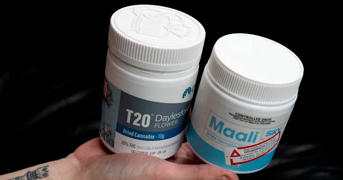 Aumento exponencial das prescrições de canábis medicinal na Austrália