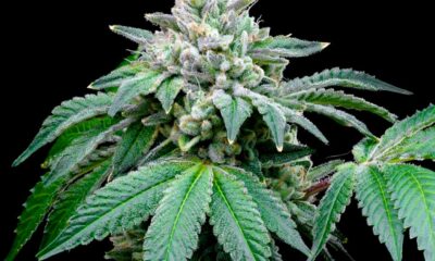 Segundo um estudo, o CBD potencia o efeito do THC