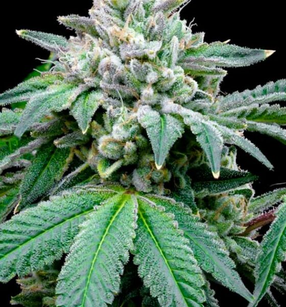 Segundo um estudo, o CBD potencia o efeito do THC