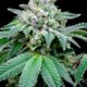 Segundo um estudo, o CBD potencia o efeito do THC
