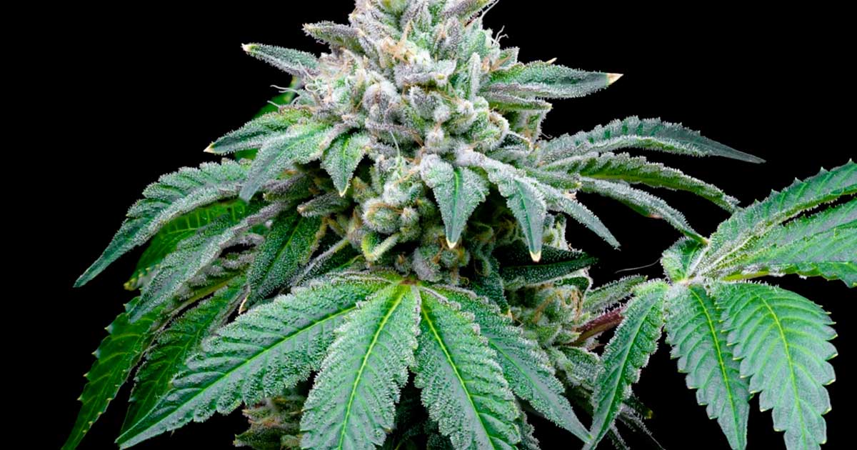 Segundo um estudo, o CBD potencia o efeito do THC