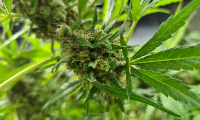Produção de canábis medicinal na Coreia do Sul