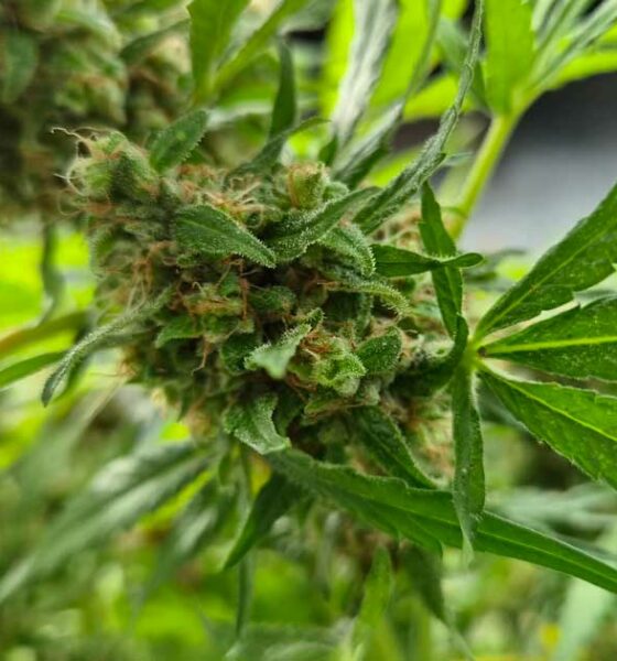 Produção de canábis medicinal na Coreia do Sul