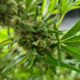 Produção de canábis medicinal na Coreia do Sul