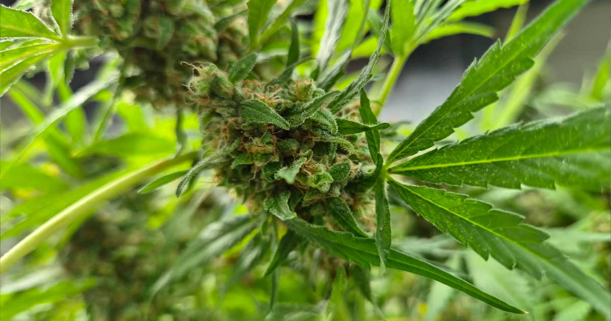Produção de canábis medicinal na Coreia do Sul