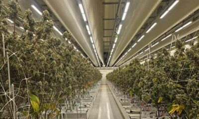 Relatório sobre a cannabis legal nos Países Baixos