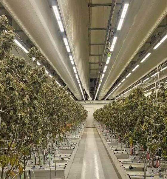 Relatório sobre a cannabis legal nos Países Baixos