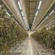 Relatório sobre a cannabis legal nos Países Baixos