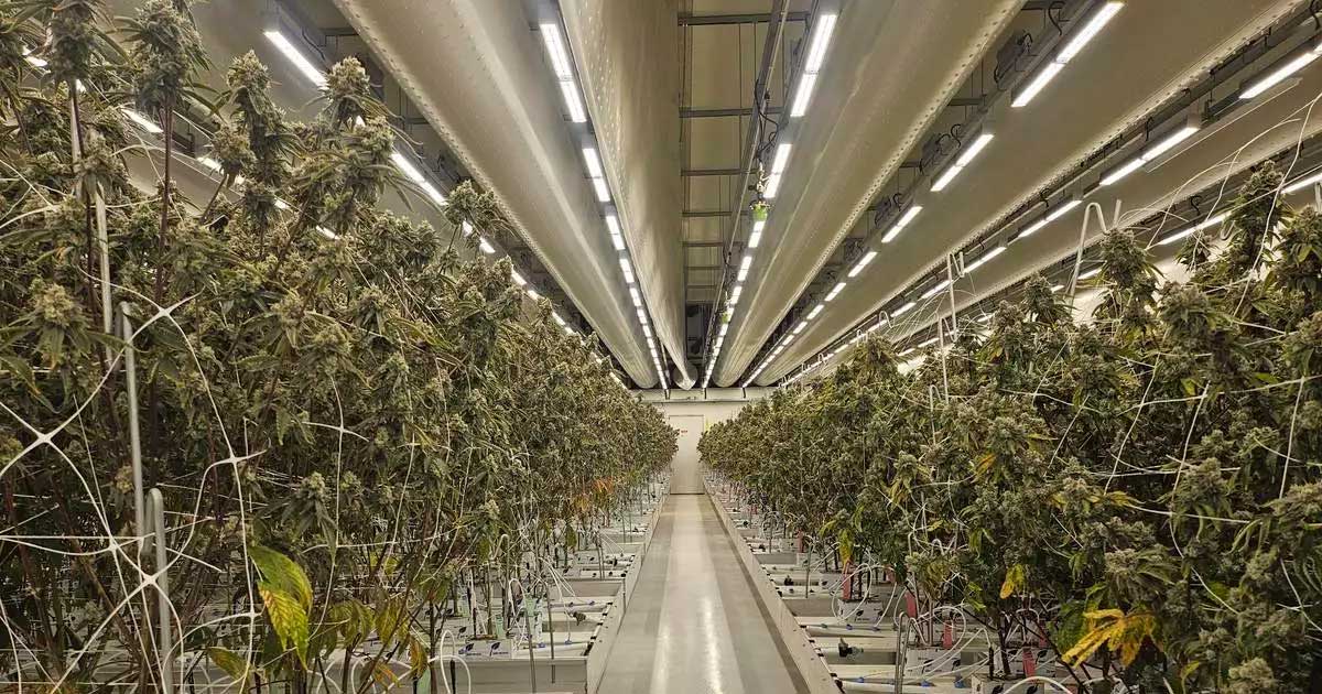 Relatório sobre a cannabis legal nos Países Baixos