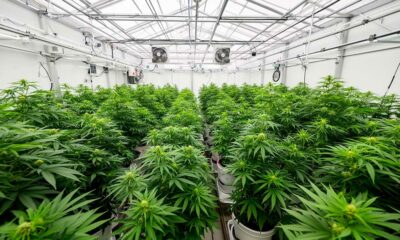 Um laboratório de canábis medicinal na Costa Rica