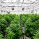 Um laboratório de canábis medicinal na Costa Rica