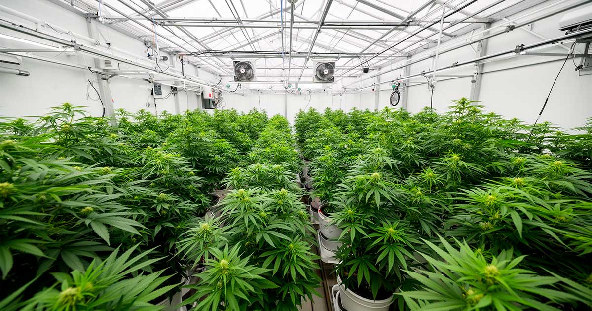 Um laboratório de canábis medicinal na Costa Rica