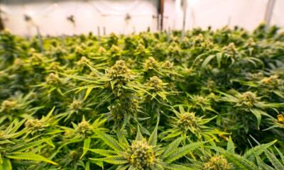 Países que legalizaram a cannabis medicinal antes da França
