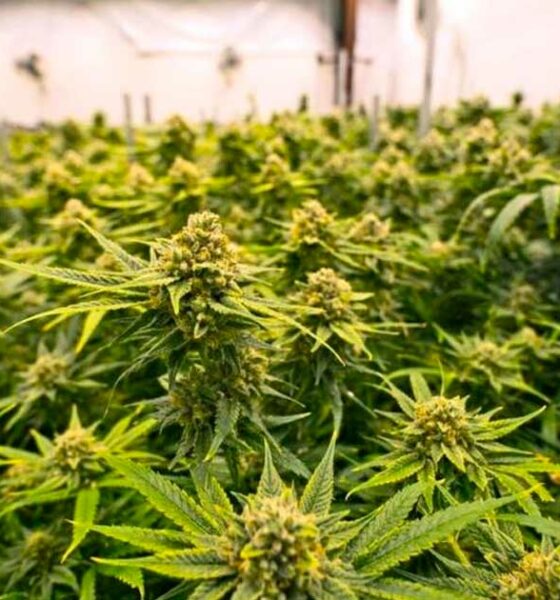 Países que legalizaram a cannabis medicinal antes da França