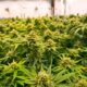 Países que legalizaram a cannabis medicinal antes da França