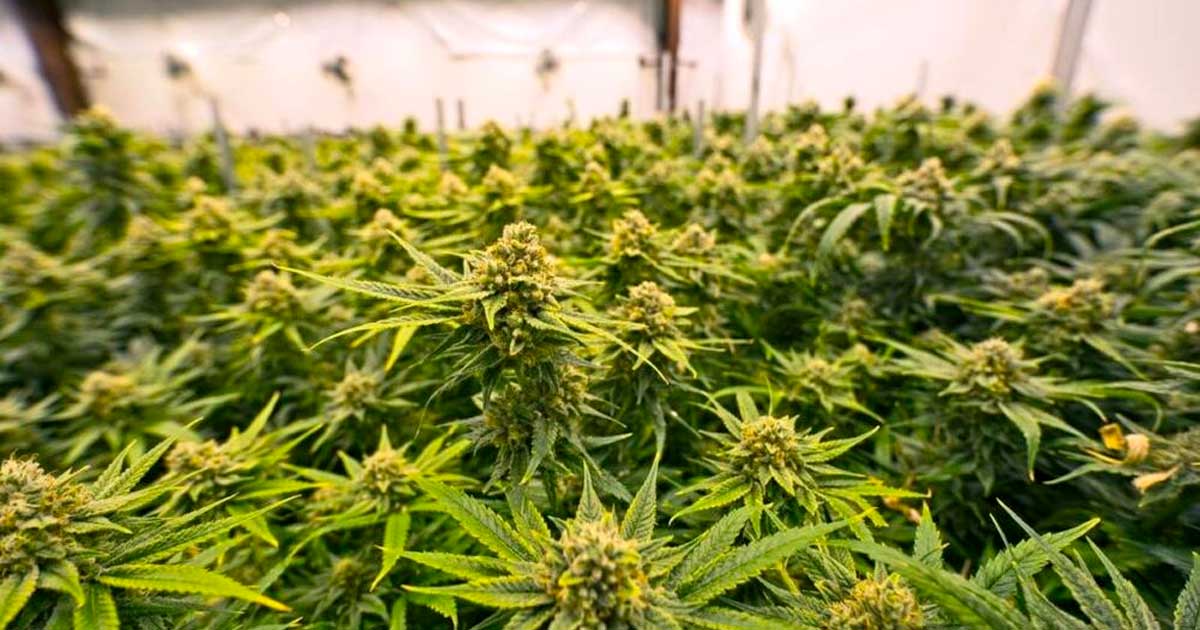 Países que legalizaram a cannabis medicinal antes da França