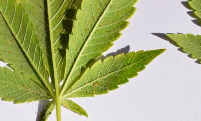 Tripes e ácaros vermelhos na cannabis