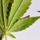 Tripes e ácaros vermelhos na cannabis