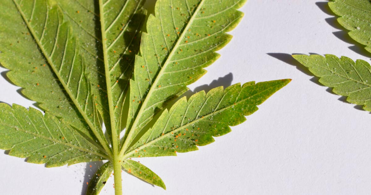 Tripes e ácaros vermelhos na cannabis