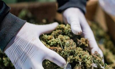 Regulamentação relativa à canábis medicinal na Albânia